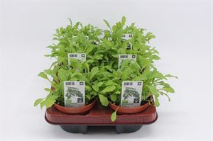 Bild von Rucola